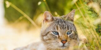 races de chats malheureuses en appartement