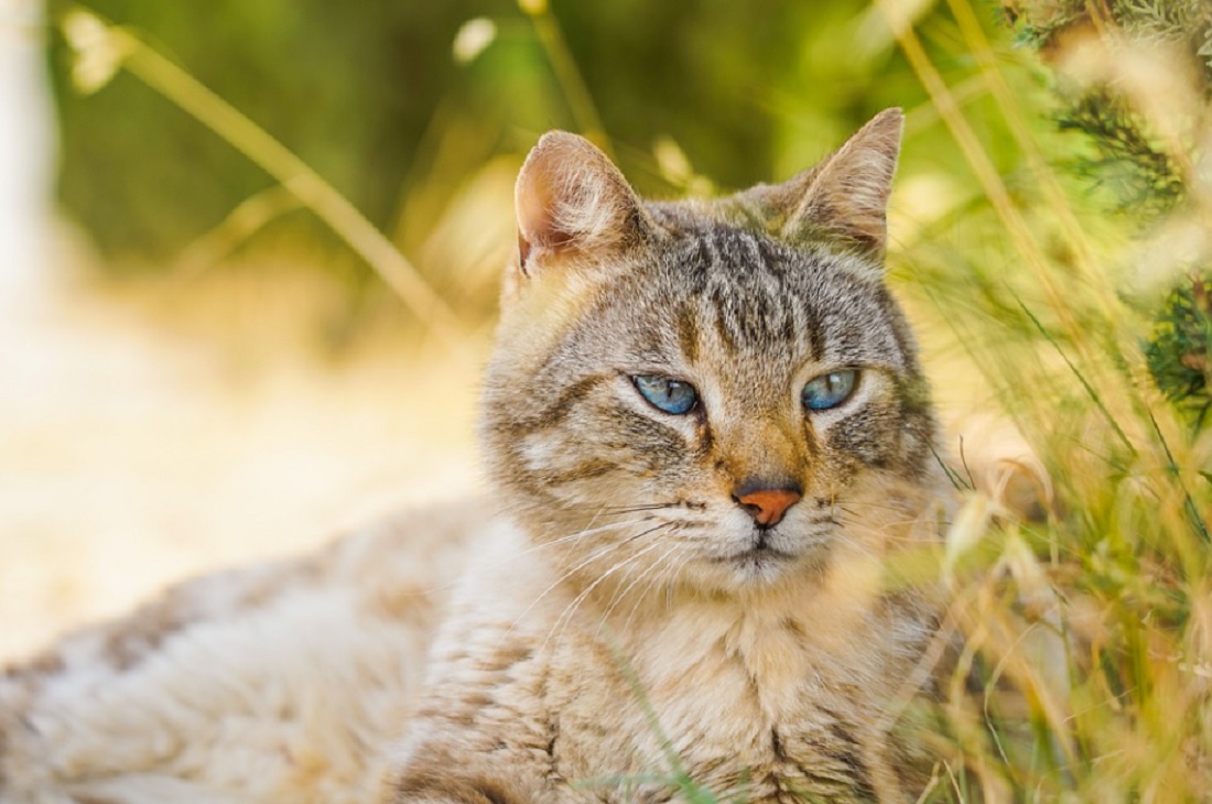 races de chats malheureuses en appartement