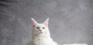 races de chat les plus obéissantes