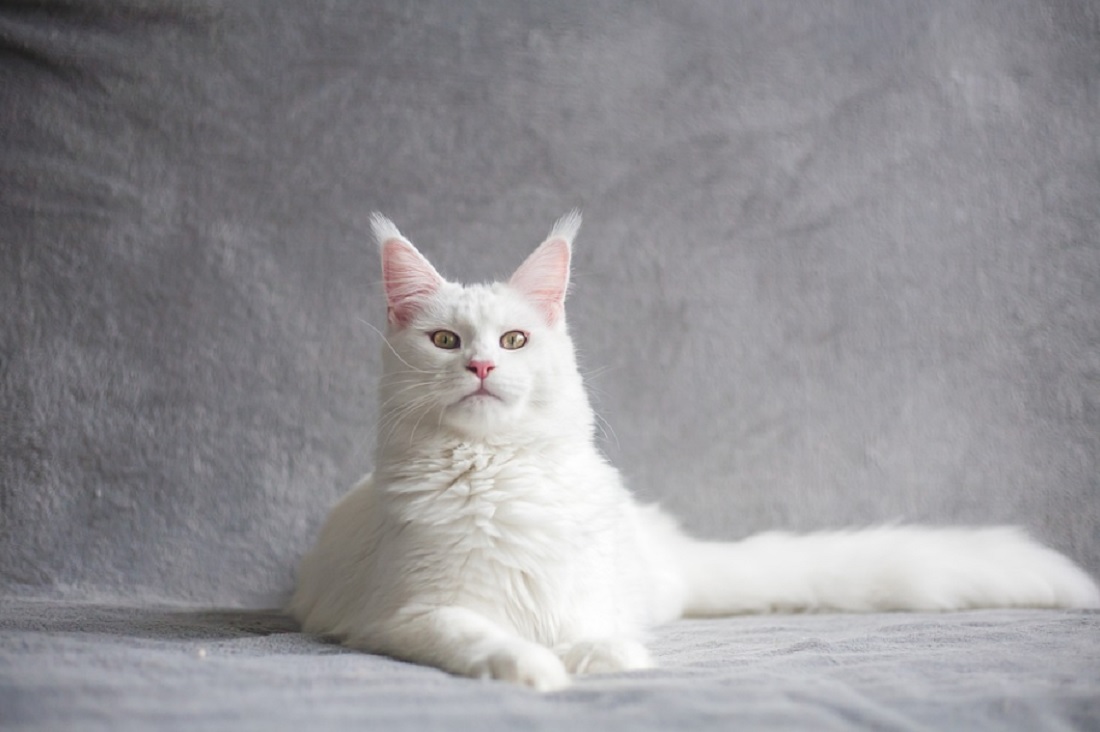 races de chat les plus obéissantes