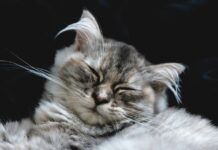 races de chat maladroites