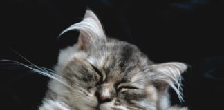 races de chat maladroites