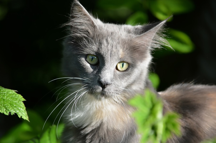 race de chat malheureuse en appartement