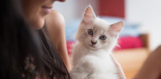 races de chat les plus sages