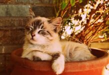 races de chatcapricieuses