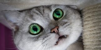 races de chat les moins affectueuses