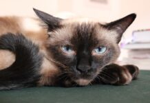 races de chat les moins sympa