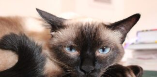 races de chat les moins sympa