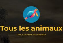 Animaux-animal.com