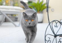 décrypter le langage corporel du chat
