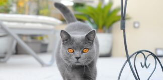 décrypter le langage corporel du chat