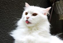 races de chats les moins chères