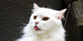 races de chats les moins chères