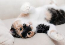 souscrire à une assurance pour chat