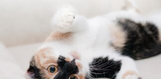 souscrire à une assurance pour chat