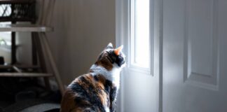 chat ne supporte pas les portes fermées