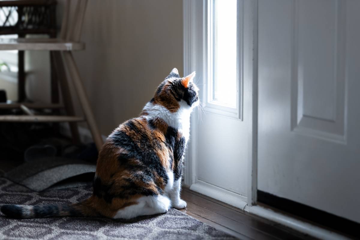 chat ne supporte pas les portes fermées