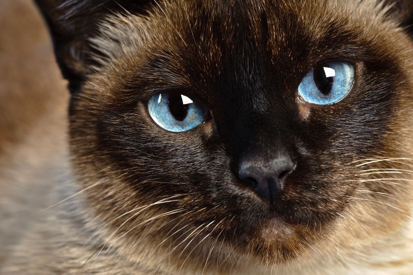 11012678 - close up of cute blue-eyed siamese cat
