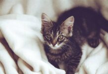 meilleurs endroits où adopter un chaton