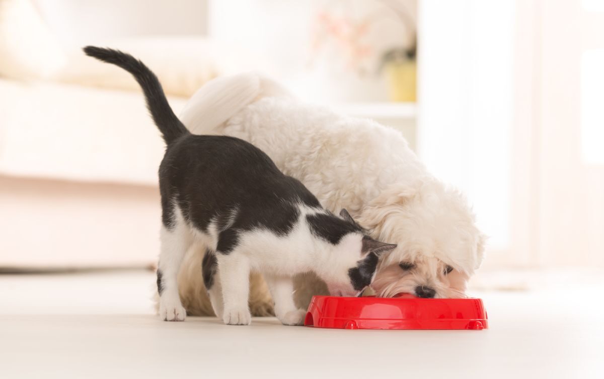 un chat peut-il manger des croquettes pour chien