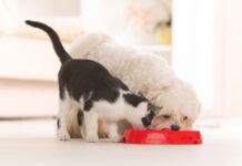 chat manger croquettes pour chien