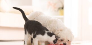 chat manger croquettes pour chien