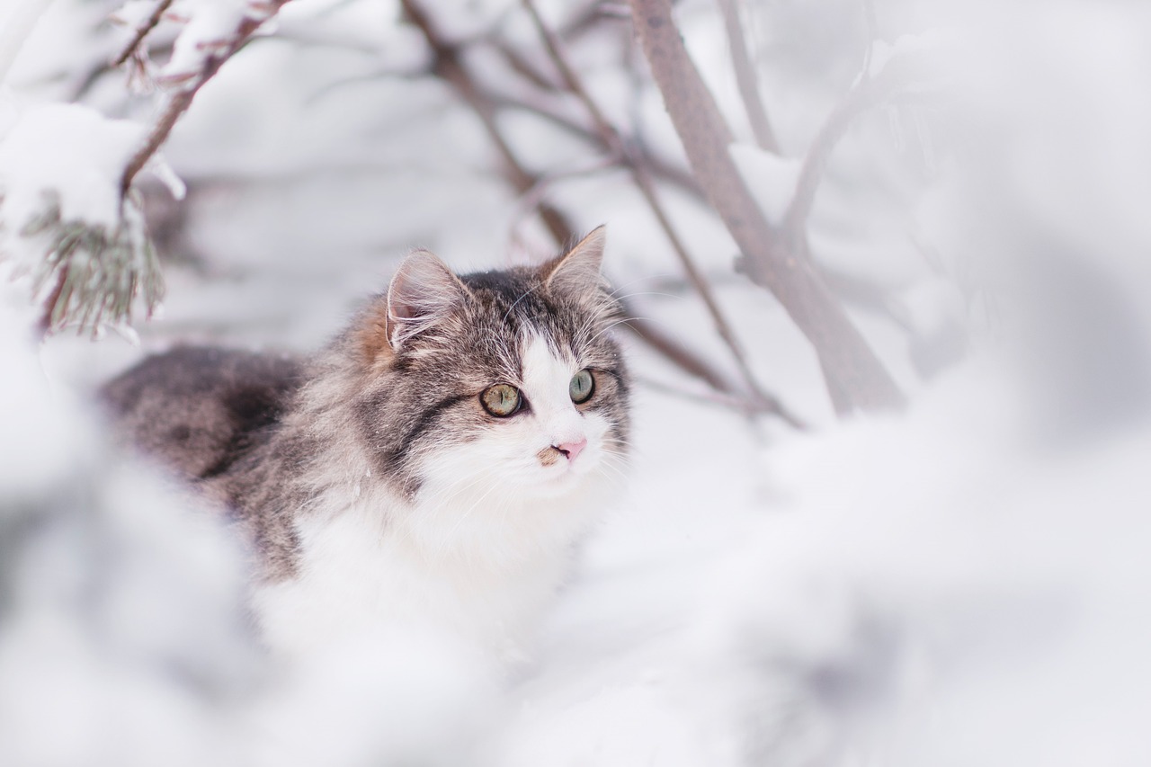 adapter alimentation de son chat en hiver