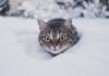 alimentation de son chat en hiver
