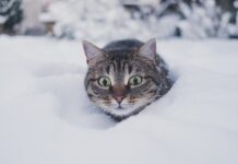 alimentation de son chat en hiver