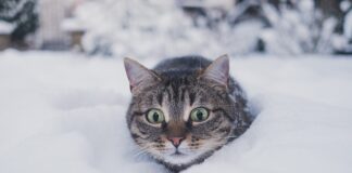 alimentation de son chat en hiver