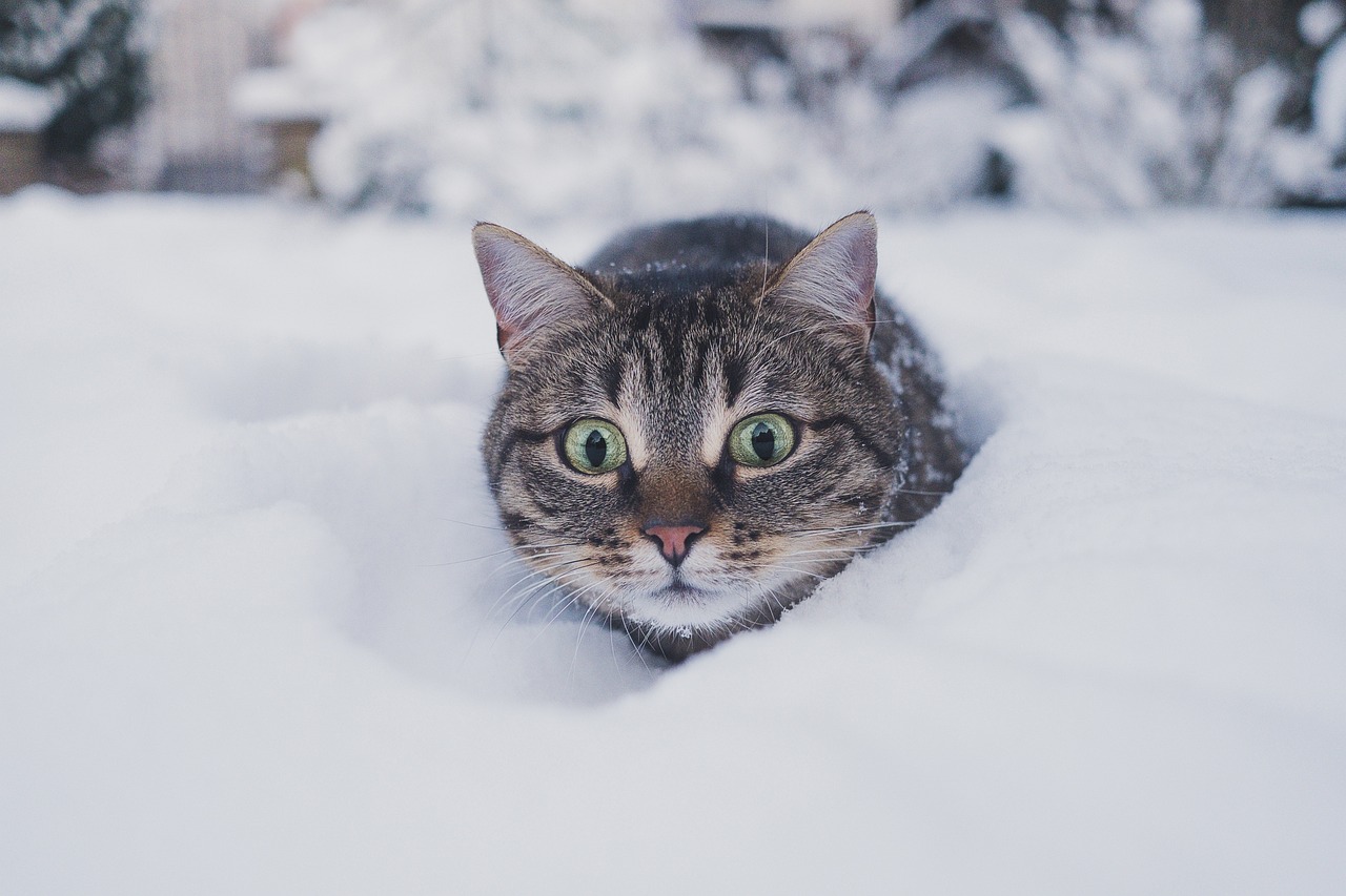 alimentation de son chat en hiver