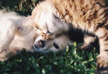 cohabiter un chien et un chat