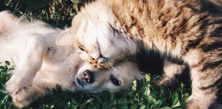 cohabiter un chien et un chat