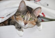dormir avec son chat