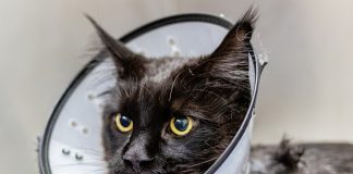 assurer son chat avec mutuelle