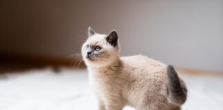 rendre votre chat le plus heureux