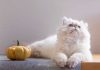 races de chat aiment pas la compagnie