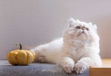races de chat aiment pas la compagnie