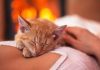 signes que votre chat vous aime vraiment