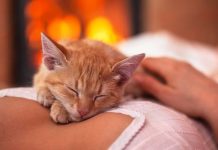 signes que votre chat vous aime vraiment
