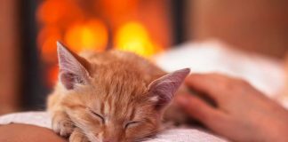 signes que votre chat vous aime vraiment