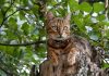 races de chat sauvages