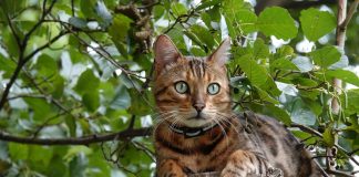 races de chat sauvages