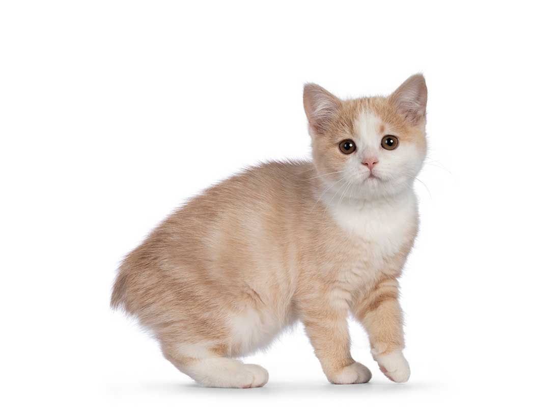 races de chat besoin de beaucoup d’amour