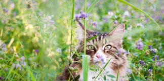 races de chat les plus hostiles