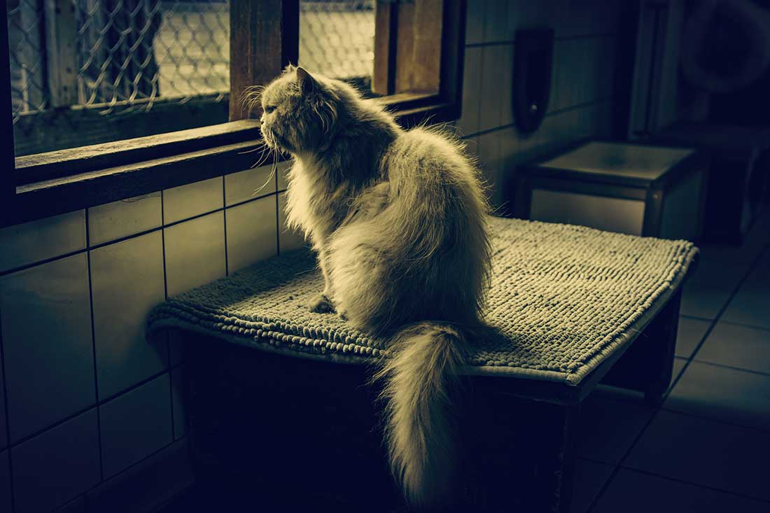 races de chat peuvent pas rester enfermées