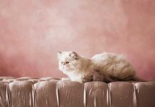 races de chat qui peuvent vivre dans un petit espace