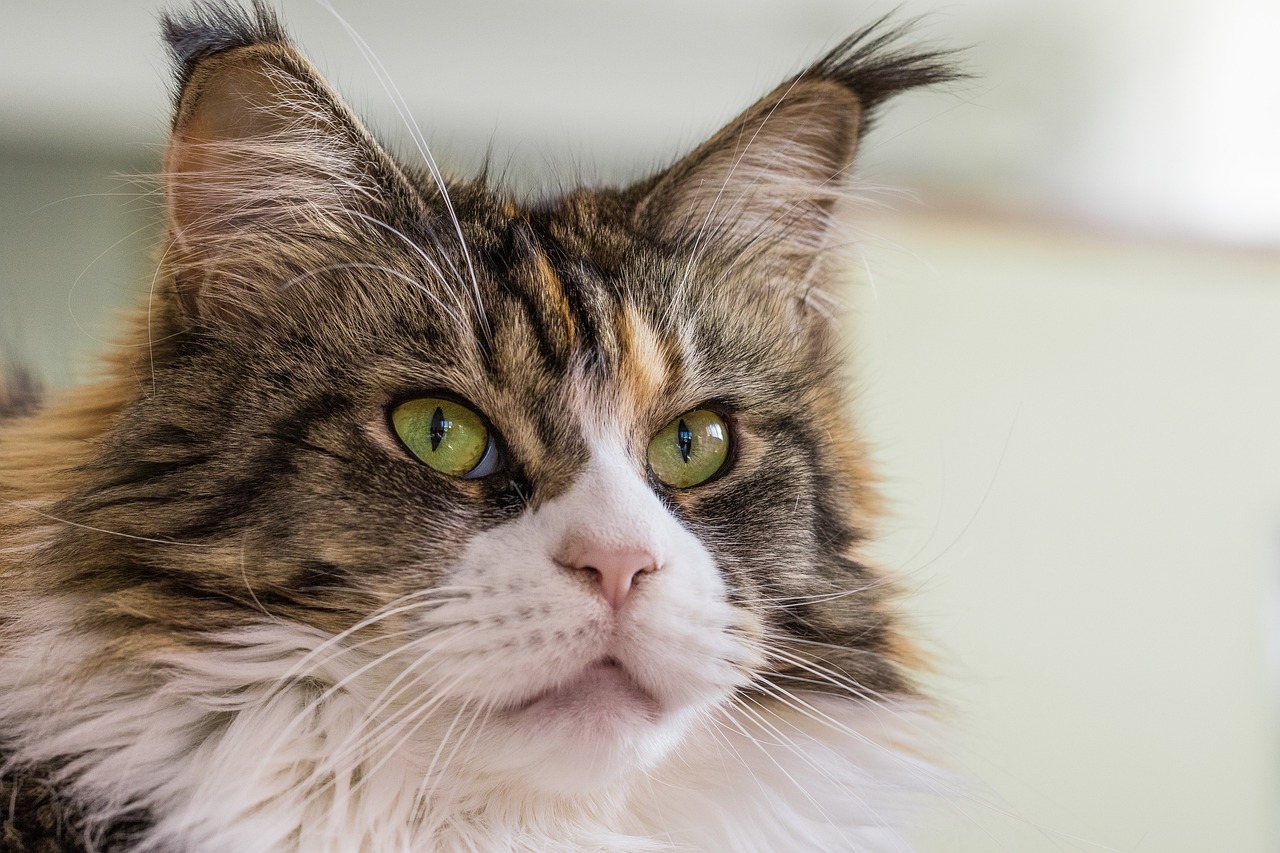 cat-1805302_1280