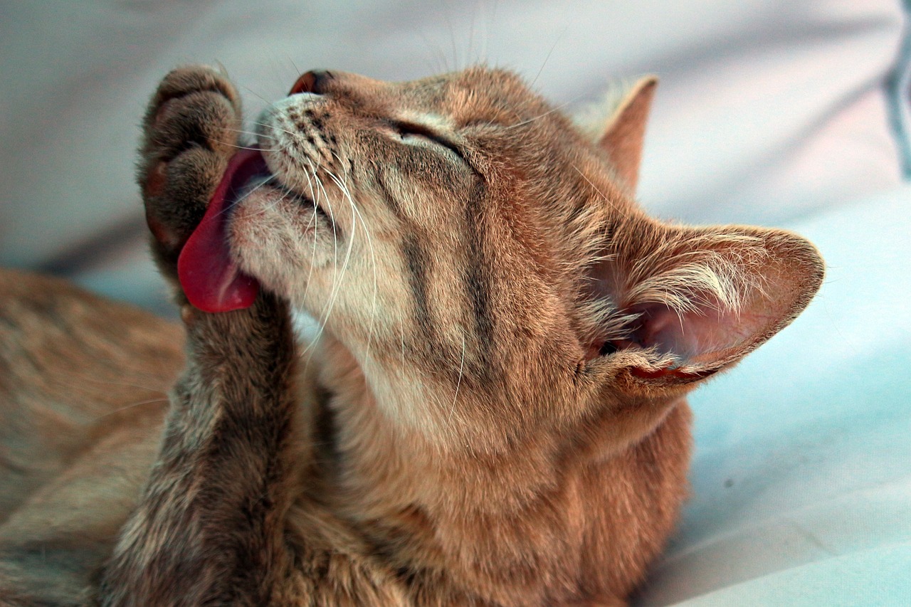 cat-2332435_1280