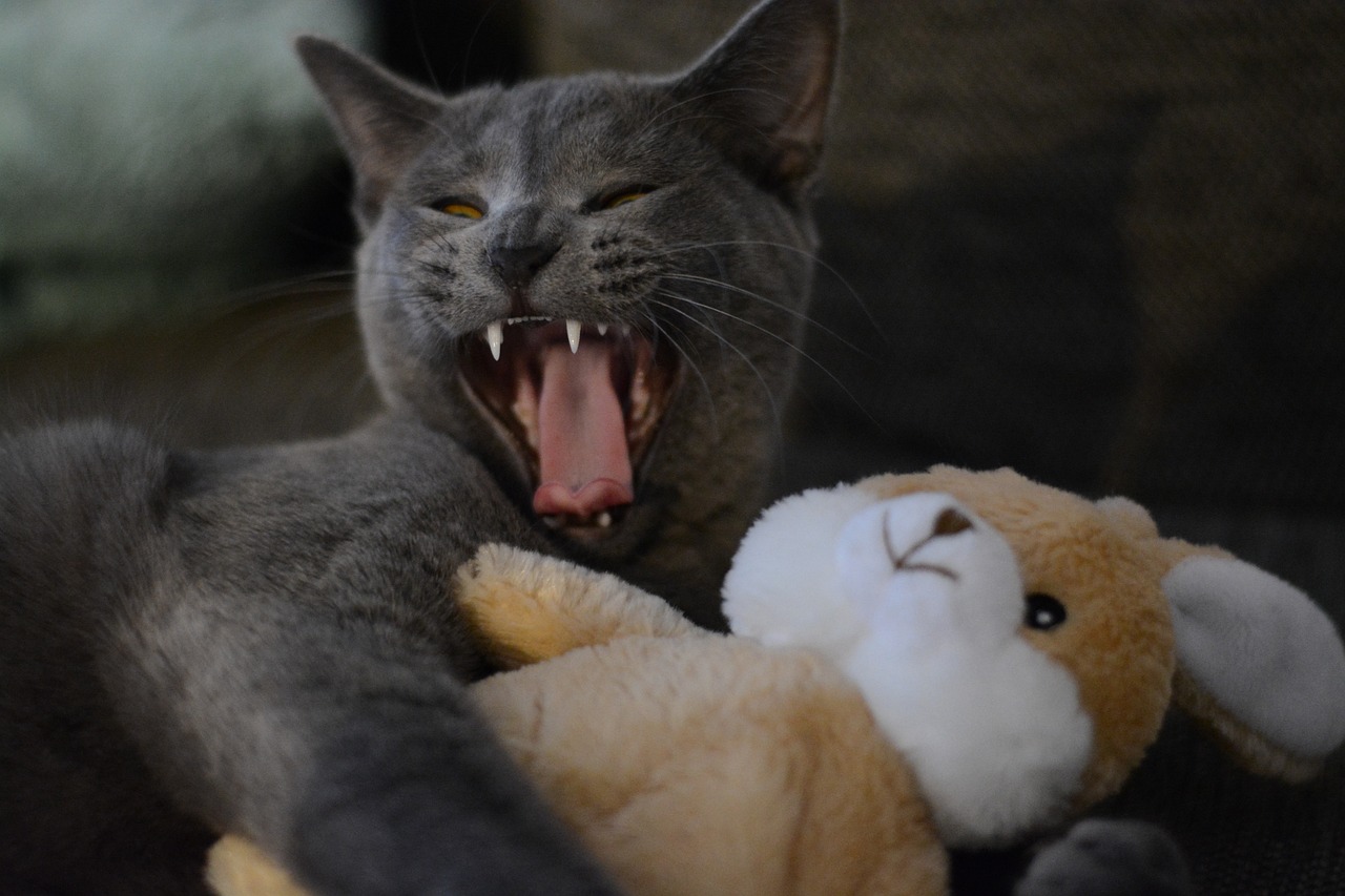 cat-2528930_1280